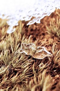 Preview wallpaper close-up, snow, grass, dry, ice