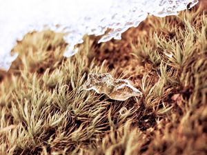 Preview wallpaper close-up, snow, grass, dry, ice