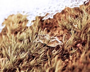 Preview wallpaper close-up, snow, grass, dry, ice