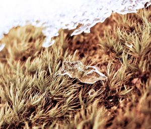 Preview wallpaper close-up, snow, grass, dry, ice