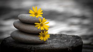 Preview wallpaper close-up, stones, flowers, green, yellow