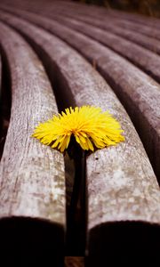 Preview wallpaper close-up, timber, dandelion, yellow, flower
