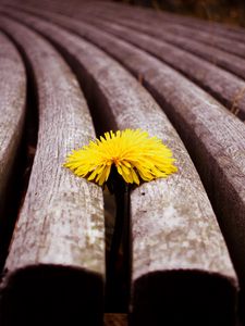 Preview wallpaper close-up, timber, dandelion, yellow, flower