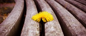 Preview wallpaper close-up, timber, dandelion, yellow, flower