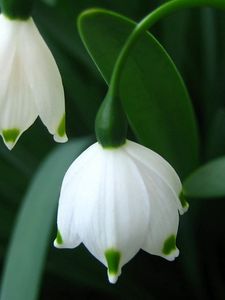 Preview wallpaper close-up, white, flower, green