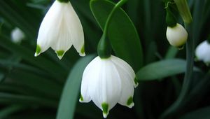 Preview wallpaper close-up, white, flower, green