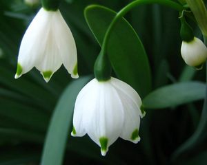 Preview wallpaper close-up, white, flower, green