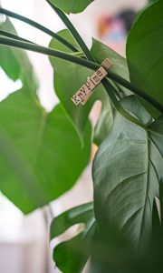 Preview wallpaper clothespin, houseplant, leaves