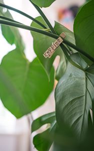 Preview wallpaper clothespin, houseplant, leaves