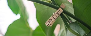 Preview wallpaper clothespin, houseplant, leaves