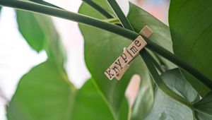 Preview wallpaper clothespin, houseplant, leaves