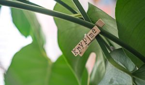 Preview wallpaper clothespin, houseplant, leaves