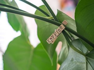 Preview wallpaper clothespin, houseplant, leaves