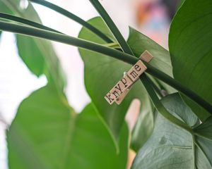 Preview wallpaper clothespin, houseplant, leaves