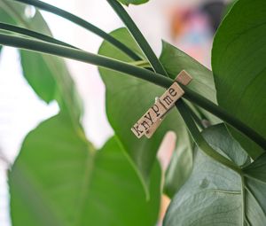 Preview wallpaper clothespin, houseplant, leaves