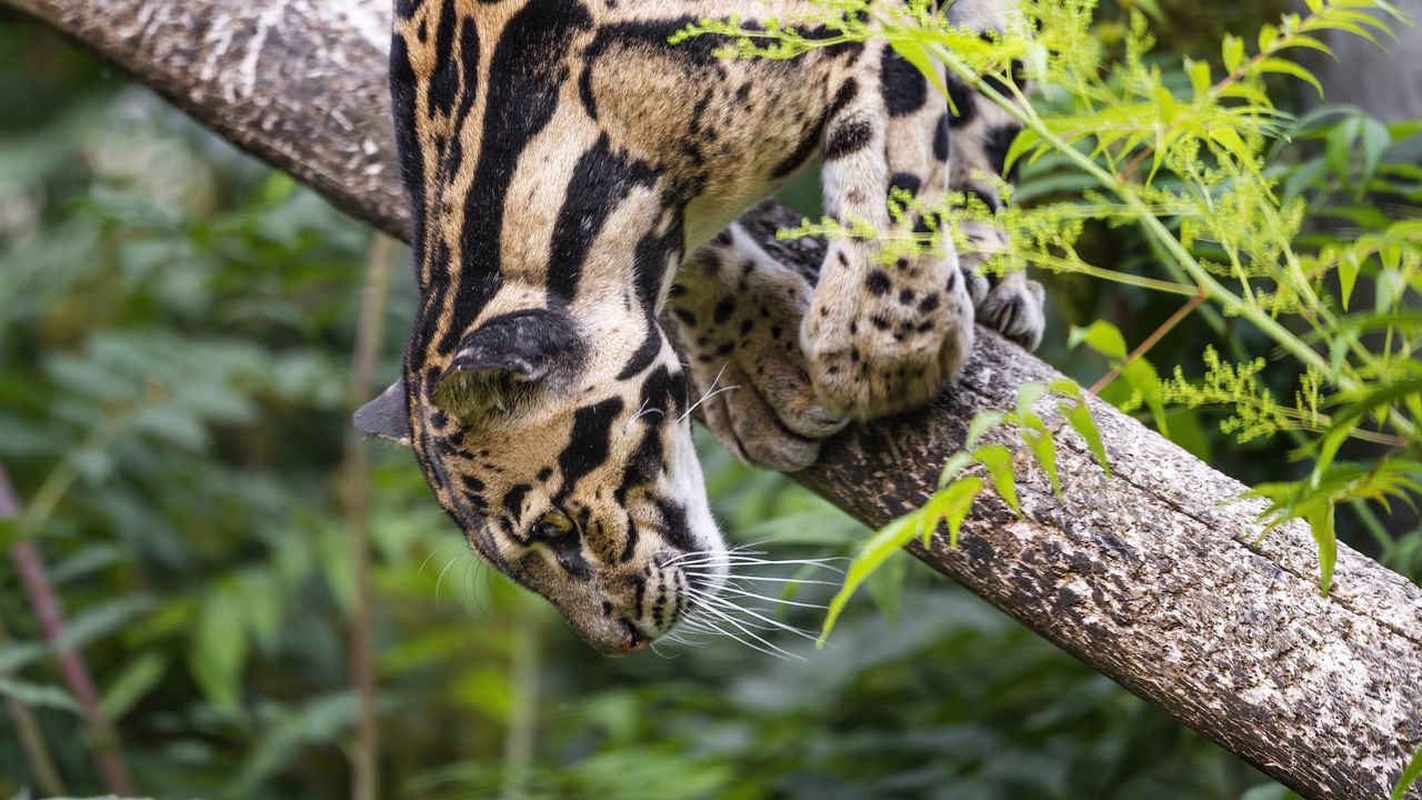 Wallpaper clouded leopard, leopard, pose, predator, big cat, animal