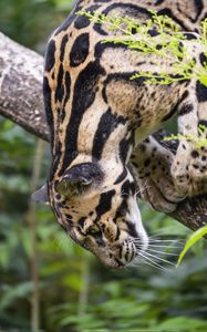 Preview wallpaper clouded leopard, leopard, pose, predator, big cat, animal