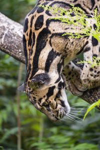 Preview wallpaper clouded leopard, leopard, pose, predator, big cat, animal