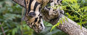 Preview wallpaper clouded leopard, leopard, pose, predator, big cat, animal