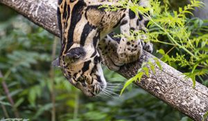 Preview wallpaper clouded leopard, leopard, pose, predator, big cat, animal