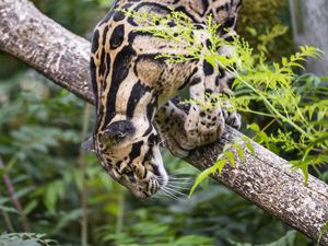 Preview wallpaper clouded leopard, leopard, pose, predator, big cat, animal