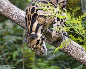 Preview wallpaper clouded leopard, leopard, pose, predator, big cat, animal