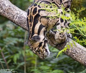 Preview wallpaper clouded leopard, leopard, pose, predator, big cat, animal