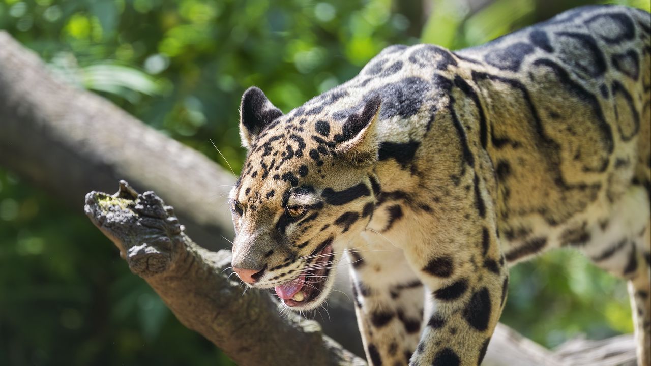 Wallpaper clouded leopard, leopard, predator, big cat, log, blur