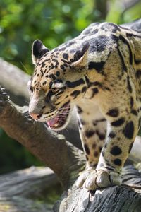 Preview wallpaper clouded leopard, leopard, predator, big cat, log, blur