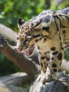 Preview wallpaper clouded leopard, leopard, predator, big cat, log, blur