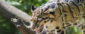 Preview wallpaper clouded leopard, leopard, predator, big cat, log, blur