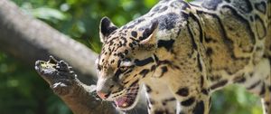 Preview wallpaper clouded leopard, leopard, predator, big cat, log, blur