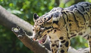 Preview wallpaper clouded leopard, leopard, predator, big cat, log, blur