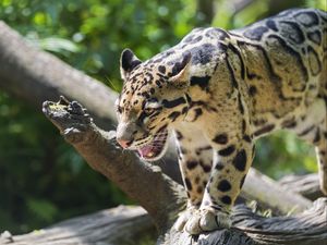 Preview wallpaper clouded leopard, leopard, predator, big cat, log, blur