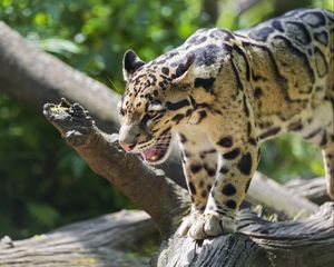 Preview wallpaper clouded leopard, leopard, predator, big cat, log, blur