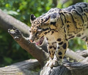 Preview wallpaper clouded leopard, leopard, predator, big cat, log, blur