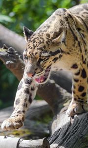Preview wallpaper clouded leopard, leopard, predator, big cat, animal, log