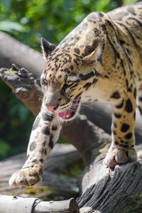 Preview wallpaper clouded leopard, leopard, predator, big cat, animal, log