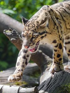 Preview wallpaper clouded leopard, leopard, predator, big cat, animal, log