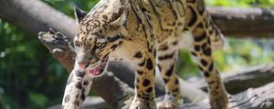 Preview wallpaper clouded leopard, leopard, predator, big cat, animal, log