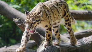 Preview wallpaper clouded leopard, leopard, predator, big cat, animal, log