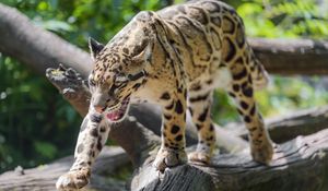 Preview wallpaper clouded leopard, leopard, predator, big cat, animal, log