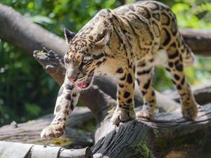 Preview wallpaper clouded leopard, leopard, predator, big cat, animal, log