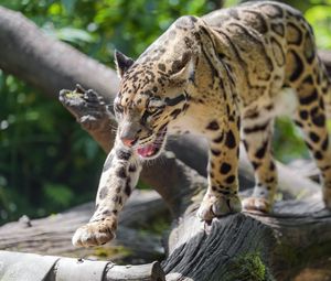 Preview wallpaper clouded leopard, leopard, predator, big cat, animal, log