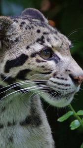 Preview wallpaper clouded leopard, wild cat, predator