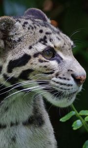 Preview wallpaper clouded leopard, wild cat, predator