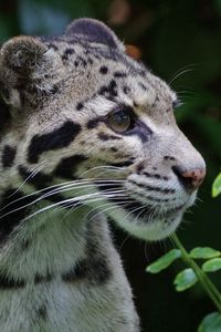 Preview wallpaper clouded leopard, wild cat, predator