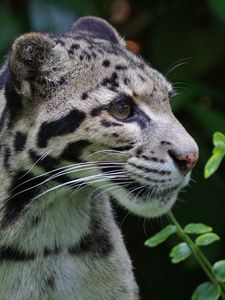 Preview wallpaper clouded leopard, wild cat, predator