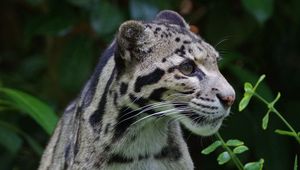 Preview wallpaper clouded leopard, wild cat, predator