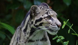 Preview wallpaper clouded leopard, wild cat, predator